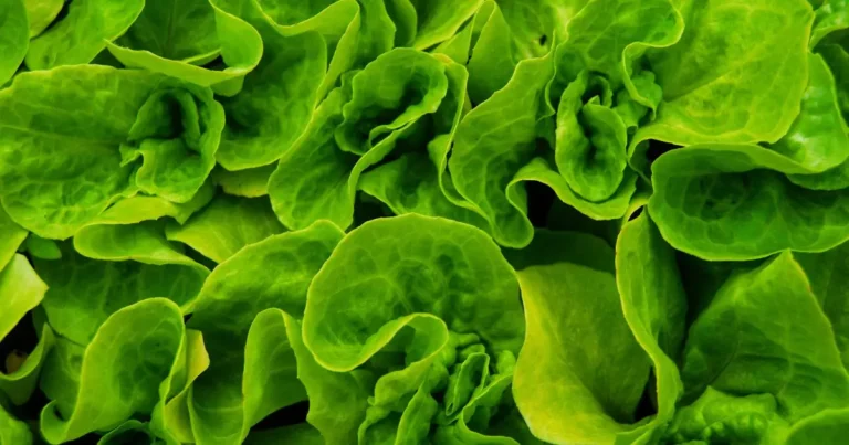 Folate-rich leafy greens supporting methylation pathways