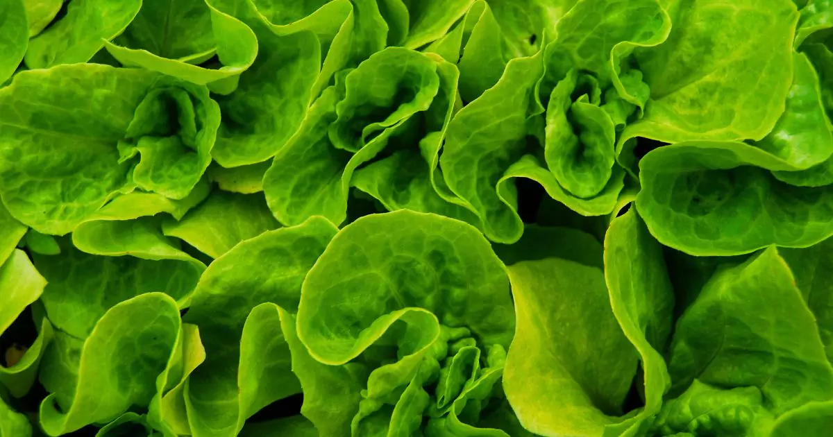 Folate-rich leafy greens supporting methylation pathways